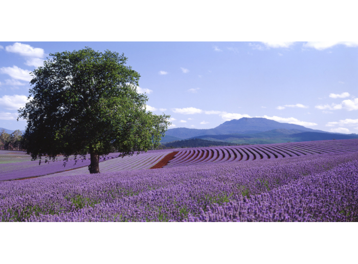¡Huele a lavanda!